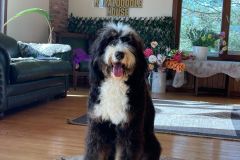 bernedoodle-standard-size-classic-colour-mother-brownie-4