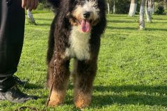 bernedoodle-standard-size-classic-colour-mother-brownie-5