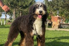 bernedoodle-standard-size-classic-colour-mother-brownie
