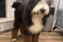 bernedoodle-standard-size-father-kremboo-2