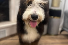 bernedoodle-standard-size-father-kremboo-3