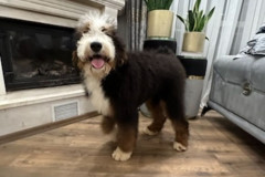 bernedoodle-standard-size-father-kremboo-4