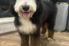 bernedoodle-standard-size-father-kremboo-5