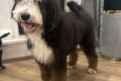 bernedoodle-standard-size-father-kremboo-6