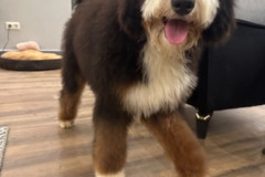 bernedoodle-standard-size-father-kremboo
