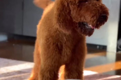 giant-poodle-father-red-brown-nino-edit