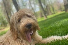 goldendoodle-mother-2