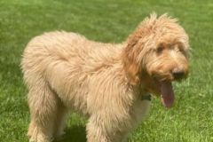 goldendoodle-mother-3