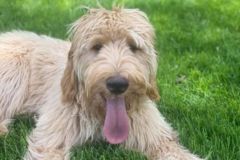 goldendoodle-mother-4