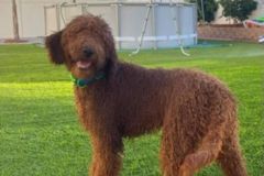 goldendoodle-mother-5