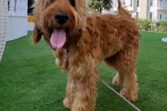 goldendoodle-mother