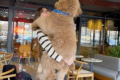 labradoodle-father-2