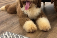 standard-poodle-father-choco-white-medii-2