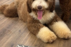 standard-poodle-father-choco-white-medii