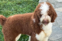 standard-poodle-father-marvel