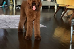 standard-poodle-father-nino-2