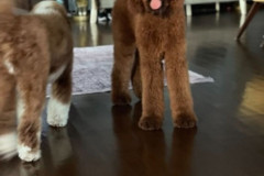 standard-poodle-father-nino