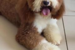 standard-poodle-father-sensei