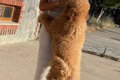 standard-poodle-mother-2