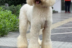 standard-poodle-mother-cindy-2