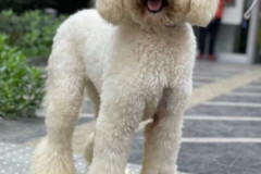 standard-poodle-mother-cindy-3