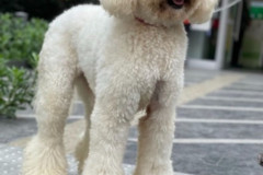 standard-poodle-mother-cindy