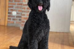 standard-poodle-mother-kargi-2