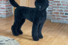 standard-poodle-mother-kargi-3
