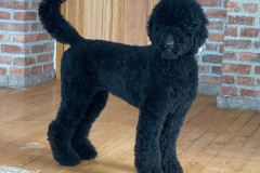 standard-poodle-mother-kargi-tail-in-air