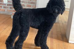 standard-poodle-mother-kargi