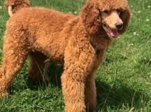 standard-poodle-mother-katya