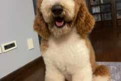 standard-poodle-mother-kaylie-2