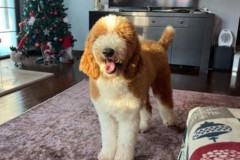 standard-poodle-mother-kaylie-3
