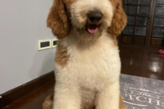 standard-poodle-mother-kaylie