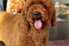standard-poodle-mother-kendall-2