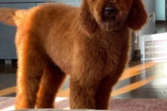 standard-poodle-mother-kendall