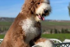 standard-poodle-mother-leila-2