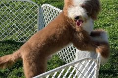 standard-poodle-mother-leila