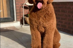 standard-poodle-mother-liona