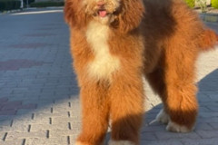 standard-poodle-mother-phoenix-2