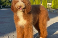 standard-poodle-mother-phoenix-3
