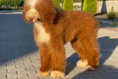 standard-poodle-mother-phoenix