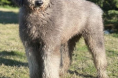 standard-poodle-mother-silver-colour-prada-2
