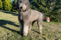 standard-poodle-mother-silver-colour-prada