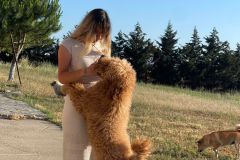 standard-poodle-mother