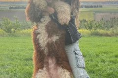 standard-poodle-royal-colour-father-marvel