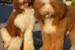 standard-poodle-royal-colour-parents-marvel-phoenix