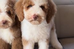 rainy-labradoodle-male-mini-size-3-months-red-white-particolour-vaccinated-potty-crate-trained-10