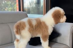rainy-labradoodle-male-mini-size-3-months-red-white-particolour-vaccinated-potty-crate-trained-11