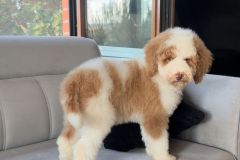 rainy-labradoodle-male-mini-size-3-months-red-white-particolour-vaccinated-potty-crate-trained-12